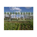 Immagine: Orti urbani tra le 