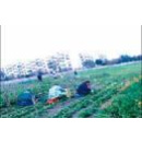 Immagine: “Orti urbani”: il progetto di Italia Nostra e Anci