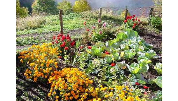 Immagine: La Regione Campania promuove gli Orti Sociali