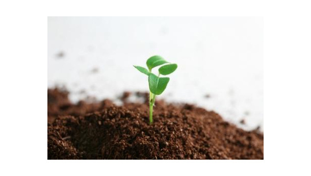 Immagine: FMI: è l’economia verde la soluzione alla crisi