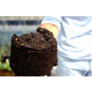 Immagine: Compostaggio domestico a Genova: l'esperienza di Italia Nostra