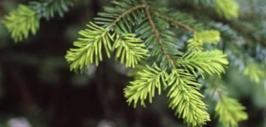 Fino a domenica, raccolta straordinaria degli alberi di Natale a Roma