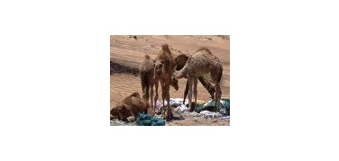 Negli Emirati Arabi stop ai sacchetti di plastica dal 2013