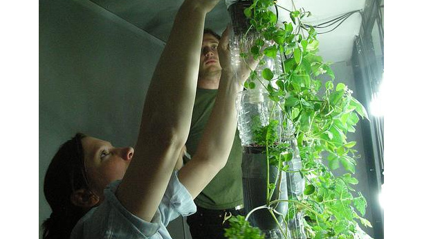 Immagine: Torino: coltivare nella propria abitazione con il progetto Rizomi