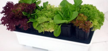 Coltivare in casa l'«Orto-Baleno»