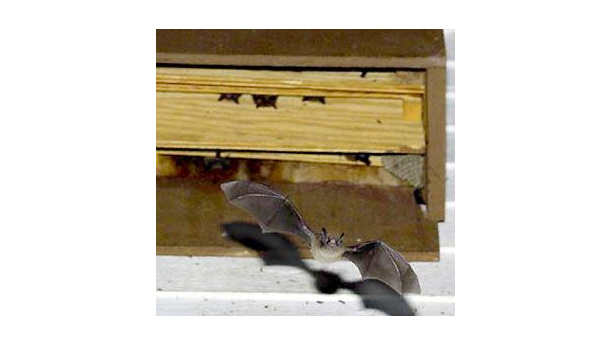 Immagine: Promuovere i pipistrelli come insetticidi sostenibili
