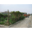 Immagine: Nuova graduatoria per gli orti dell'Arrivore