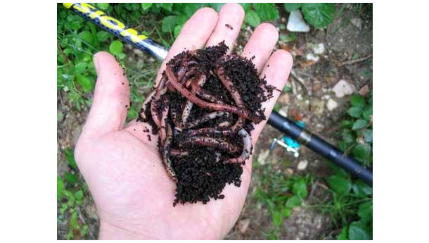 Immagine: Galline e lombrichi per ridurre i rifiuti organici