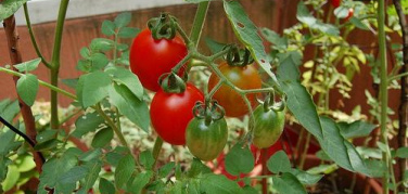 Garden Community: a Milano l'esperienza Ortinconca