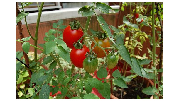 Immagine: Garden Community: a Milano l'esperienza Ortinconca