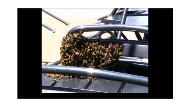 Immagine: Api in città. Capita, a fine maggio, di trovarle sulla sedia di un bar. Video