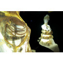 Immagine: A Genova, la 