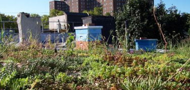 Stati Uniti: orti aziendali in pausa pranzo