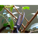 Immagine: Tagli all\'educazione ambientale e dintorni