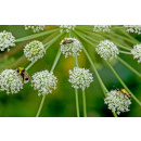 Immagine: Presentato, come ogni anno, lo stato dell'ambiente in Piemonte