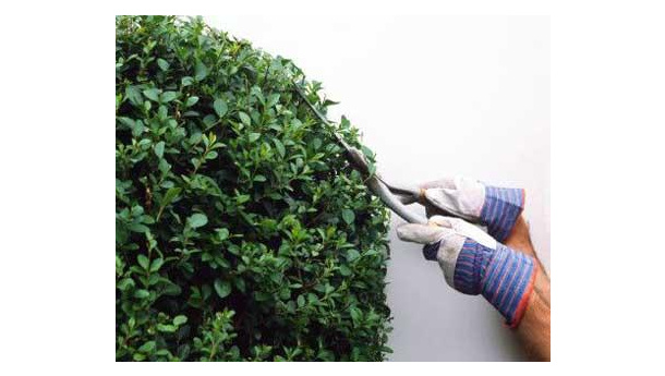 Immagine: Perché è così facile tagliare sull'educazione ambientale?