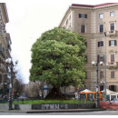 Immagine: “Adotta un’aiuola”, il 28 scade il bando del comune di Napoli