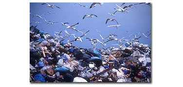 Gabbiani sulla pista dell'aeroporto dopo il trasloco della discarica