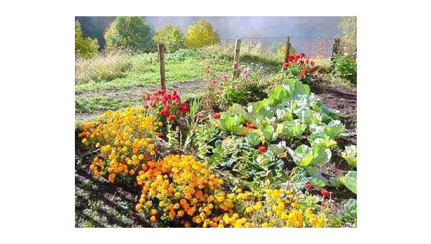 Immagine: L'Aquila: orti urbani per la ricostruzione post terremoto
