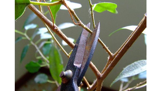 Immagine: Molte Regioni confermano i fondi all'educazione ambientale, il Piemonte li azzera