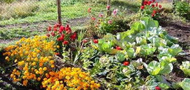 Nonnet, gli orti urbani della Campania diventano digitali