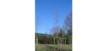 Alberi in città. La campagna 2010 dell'iniziativa 