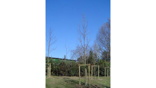 Immagine: Alberi in città. La campagna 2010 dell'iniziativa 