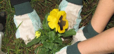 Guerrilla gardening ad Alpignano per la Festa dell'Albero