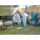 Immagine: Taranto: diossina. Abbattute 650 pecore di due aziende agricole tarantine