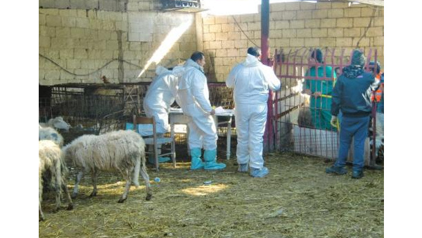 Immagine: Taranto: diossina. Abbattute 650 pecore di due aziende agricole tarantine