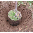 Immagine: Comune di Lecce: dal 7 al 15 gennaio raccolta straordinaria degli alberi di “Natale”