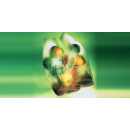 Immagine: Parla Novamont, la parola al sacchetto in MaterBi