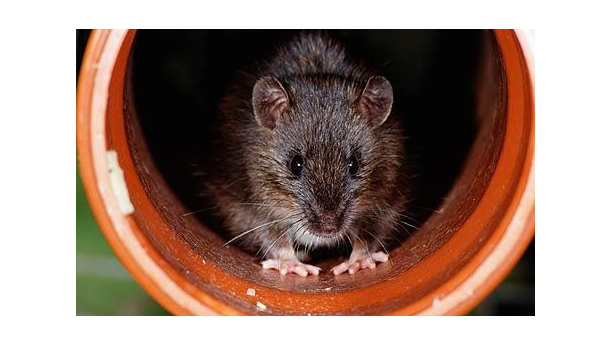 Immagine: Inghilterra: “Qui c’è il sacco per la spazzatura. Torniamo a prenderlo tra 2 settimane”