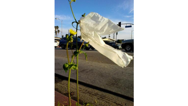Immagine: Stati Uniti: la città di Santa Monica vieta i sacchetti di plastica usa e getta
