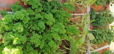 Orti verticali: in provincia di Varese prende il volo il progetto Ortolana