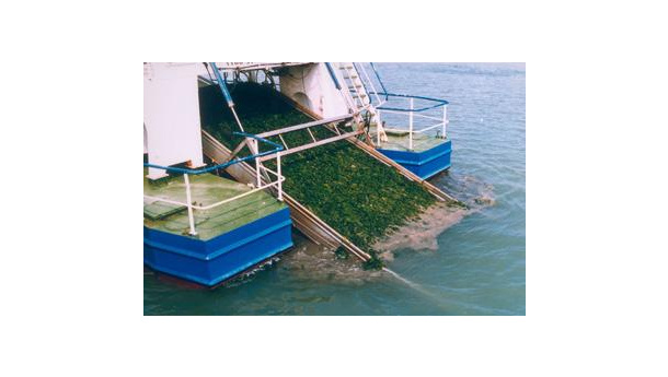Immagine: Spesa leggera a Venezia: dalla Laguna arrivano gli imballaggi in alga carta
