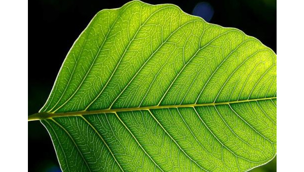 Immagine: Energia solare prodotta da una “foglia artificiale”: la sperimentazione del Mit di Boston