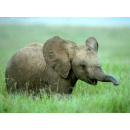 Immagine: Problemi con il compostaggio domestico? Ci pensa l’elefante!