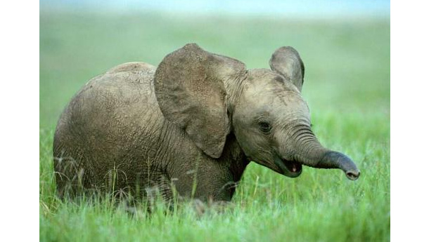 Immagine: Problemi con il compostaggio domestico? Ci pensa l’elefante!