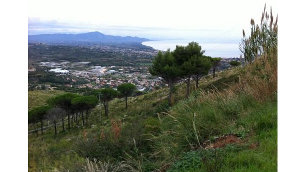 Immagine: Latina: salvare i boschi bruciati con l'umido organico
