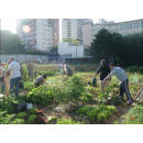 Immagine: A Padova un bando comunale per nuovi orti urbani