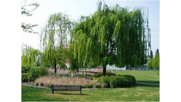 Immagine: Usa, il cambiamento climatico si studia nei parchi urbani