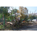 Immagine: Ramaglie del verde pubblico, da rifiuto a biomasse