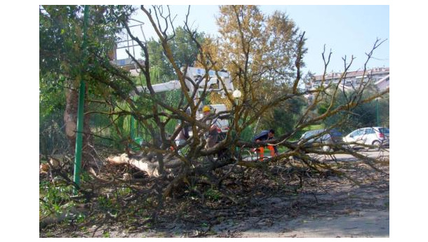 Immagine: Ramaglie del verde pubblico, da rifiuto a biomasse