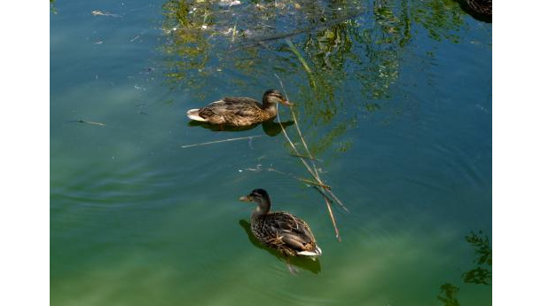 Immagine: La Darsena ad agosto: un’oasi sempre a rischio. Ma basterebbe così poco…