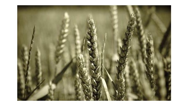 Immagine: Assobioplastiche: “Preoccuparsi dello smaltimento, o facciamo solo eco-marketing”