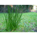 Immagine: Pista ciclabile in Lungo Po Antonelli: verso la revisione del progetto