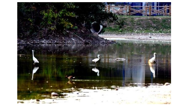 Immagine: Darsena di Milano: per sempre l'oasi che non c'è? La parola al WWF