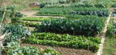 Prato: al via un bando per nuovi orti sociali