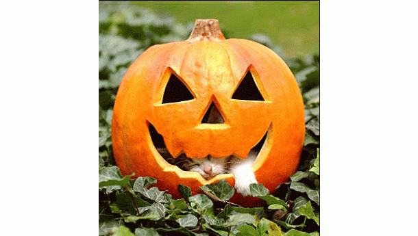 Immagine: ATM: Linea M1 potenziata e rete notturna attiva per Halloween